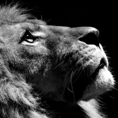 Али Багиров, 13.10, Сургут