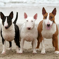 Alice Trunova, 26.08, Oxford