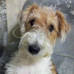 Елка Беляева, Красноярск