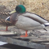 Люция Локтева, Тосно