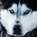 Сергей Гойнов, 04.02.1987, Сургут