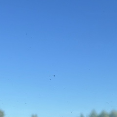 Ольга И, 05.02