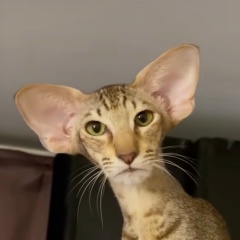 Кот Б, Тюмень