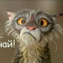 Григорий Чернышёв, 08.08.1988, Санкт-Петербург