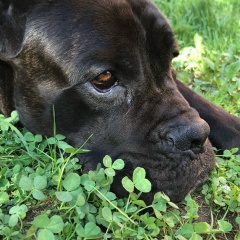 Мария Нифанова, 24.11, Москва