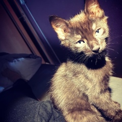 Diana Rachmanina, 06.01, Athens