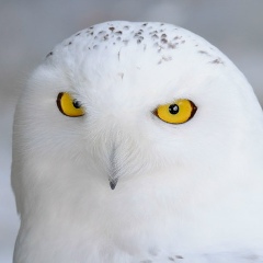Евгений Бурковский, Ставрополь
