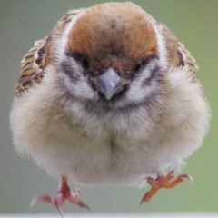 Сергей Воробьев, 08.01, Санкт-Петербург