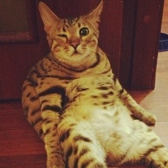 Дмитрий Кот