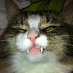 Михаил Санников, 15.11, Addis Ababa