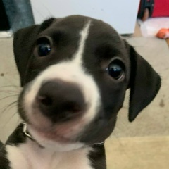 Ромчиг Ром, 10.06.1989, Калининград