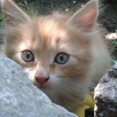 Cat Ginger, Мелитополь