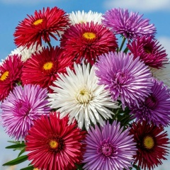 Ксюша Дергачева, Воронеж