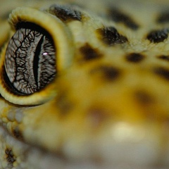 Максим Иванов