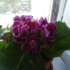 Айжан Суханова, 08.12.1978, Жанаозен