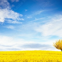 Petya Zanin, 26.09.1987, Toronto