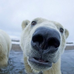 Петр Учайкин, Саранск