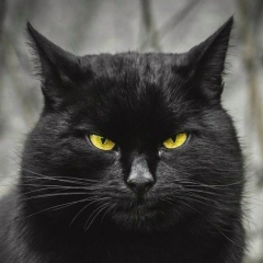 Илья Ефимов
