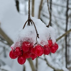 Светлая Полянка