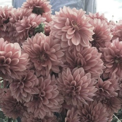 Шахриниса Тохтахунова, Алматы