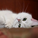 Светлана Fleur, 11.06, Санкт-Петербург