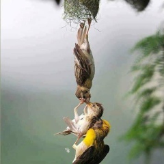 Yan Lin, 09.10.1990, Yangon