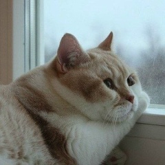 Chingis Aldungarov, 26.08, Алматы