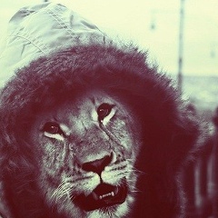 Aliev Maga, 12.04.1995, Махачкала