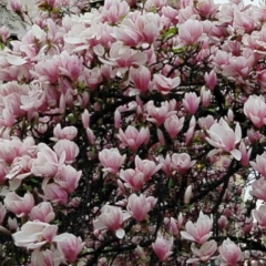 Клава Лимонова