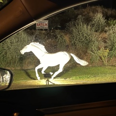 Ahmet Polat, 25.10, Erzurum