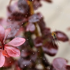 Алексей Сергеевич, Санкт-Петербург