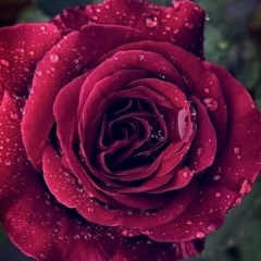 Гульнара Юлуева, 15.01, Кумертау