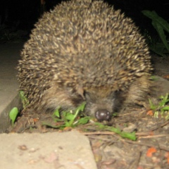 Андрей Кизимов, 07.11.2003, Boston