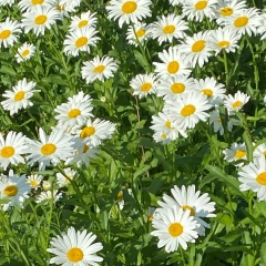 Светлана Концедал, 21.09, Москва