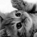 Генычь Корж, 31.03.1984, Санкт-Петербург