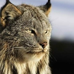Алексей Фарутин, 09.02, Вологда