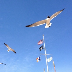 Нино Лашкарава, 16.07.1987, Москва
