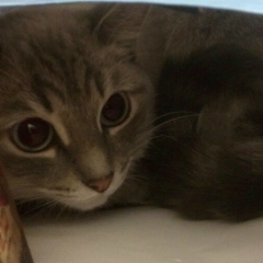 Наталья Гришанкова, 14.01.1984, Москва