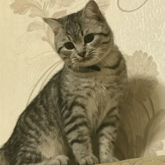 Анастасия Бойкова, 29.12, Могилёв