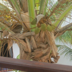 Виктория Глебова, Череповец