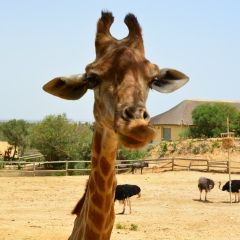 Badanin John, 08.09.1901, Санкт-Петербург