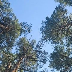 Елена Тарасова, Новосибирск