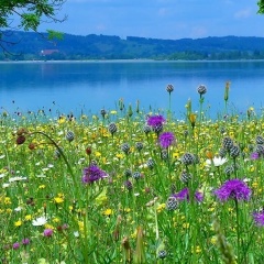 Дарья Коваль