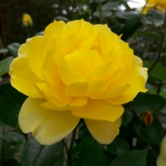 Эльнора Усенова, 31.12.1983, Жаркент