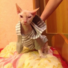 Андрей Семенов, Санкт-Петербург