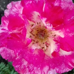 Светлана Вайс, Красноярск