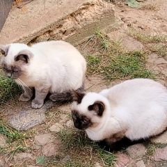 Владимир Сторожилов, 21.04.1962, Санкт-Петербург