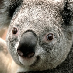 Augusto Ocampo, 29.01, Belo Horizonte