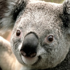 Олег Л, 20.11, Москва