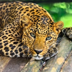 Олеся Котельникова, 07.06.1983, Вязьма